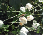 f:id:yoko807:20101022133451j:image