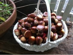f:id:yoko807:20110930222808j:image