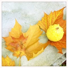 f:id:yoko807:20111022164947j:image