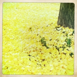 f:id:yoko807:20111024144304j:image f:id:yoko807:20111024144304j:image