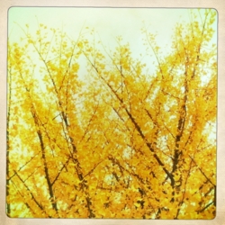 f:id:yoko807:20111024144458j:image