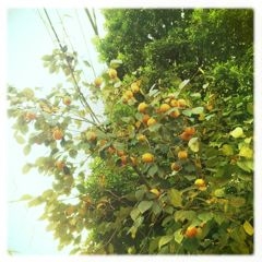 f:id:yoko807:20111101175653j:image