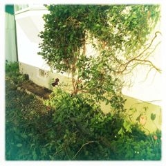 f:id:yoko807:20120530180731j:image