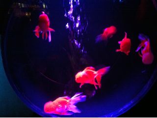 f:id:yoko807:20130910222049j:image f:id:yoko807:20130910222049j:image