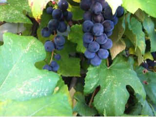 f:id:yoko807:20130922214605j:image