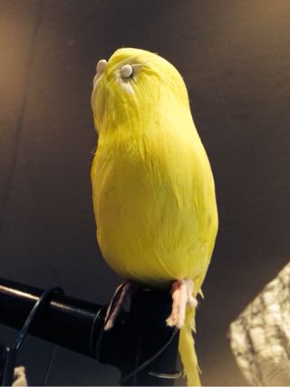 f:id:yoko807:20140222183019j:image