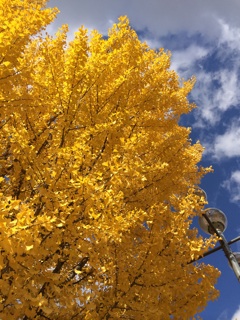 f:id:yoko807:20141018233959j:plain
