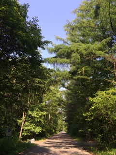f:id:yoko807:20150616182442j:plain f:id:yoko807:20150616182442j:plain