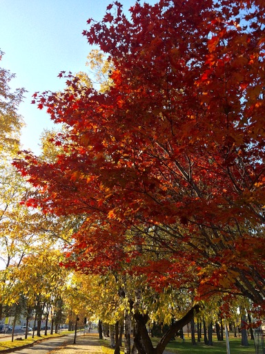f:id:yoko807:20151018234033j:image f:id:yoko807:20151018234033j:image