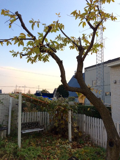 f:id:yoko807:20151026225906j:image