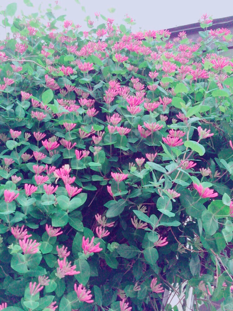 f:id:yoko807:20160620003035j:plain f:id:yoko807:20160620003035j:plain