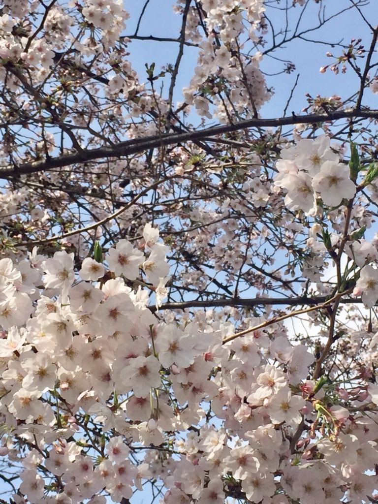 f:id:yoko807:20170406110215j:plain