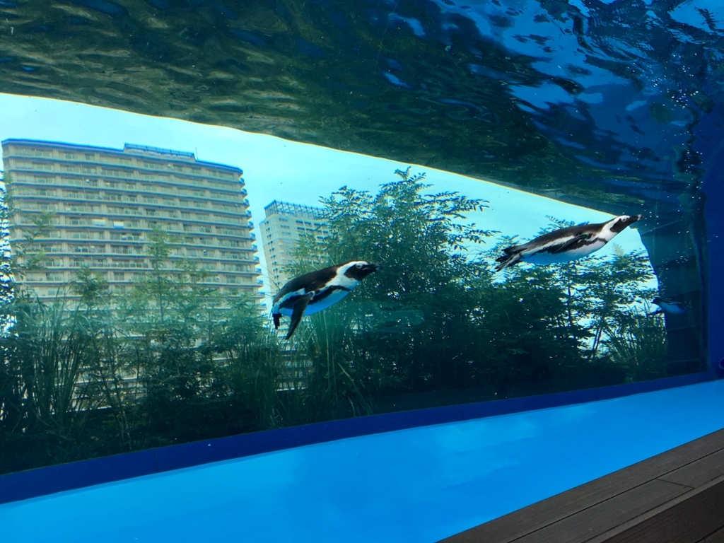 f:id:yoko807:20171017160303j:plain f:id:yoko807:20171017160303j:plain