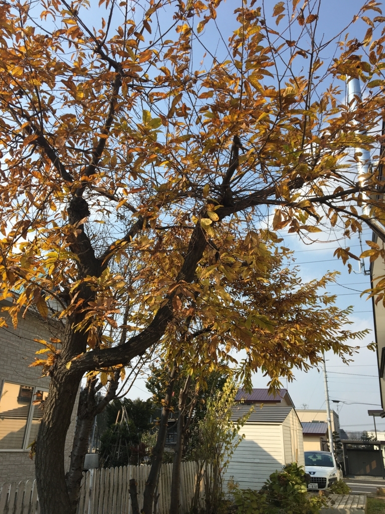 f:id:yoko807:20171102115406j:plain f:id:yoko807:20171102115406j:plain